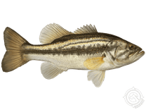 Largemouth Bass