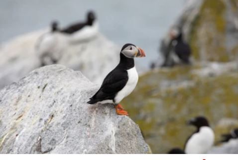 Maine Birding | 1 Hour Bird Watching Trip